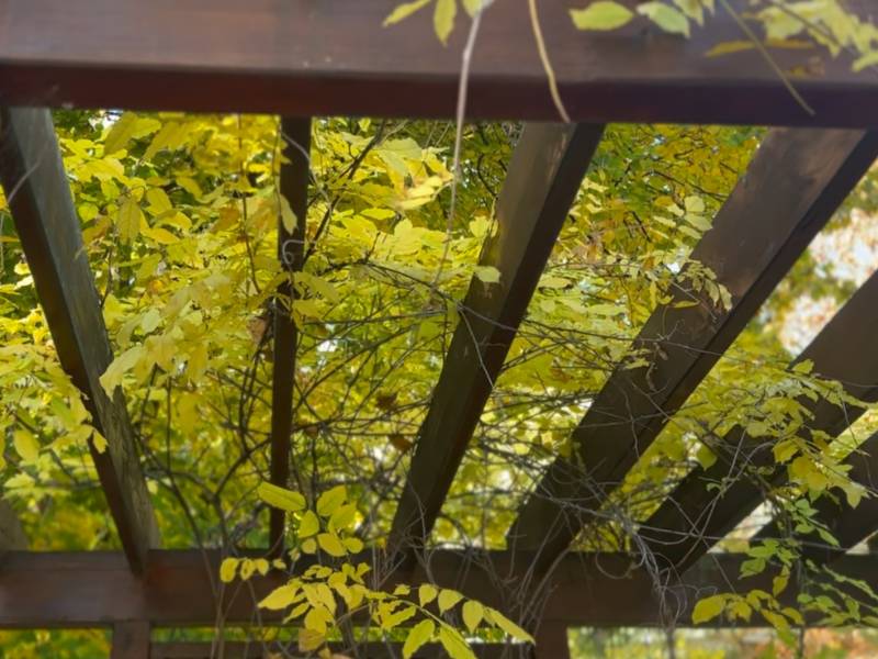 Melyik legyen: fa vagy fém pergola / terasztető
